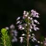 Fotografia 11 da espécie Erica multiflora do Jardim Botânico UTAD