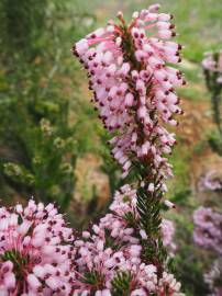 Fotografia da espécie Erica multiflora