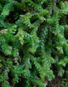 Fotografia 7 da espécie Selaginella denticulata no Jardim Botânico UTAD