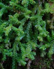 Selaginella denticulata