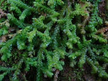 Fotografia da espécie Selaginella denticulata