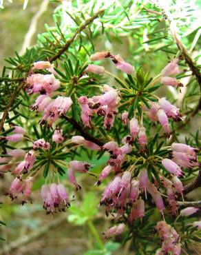 Fotografia 13 da espécie Erica multiflora no Jardim Botânico UTAD