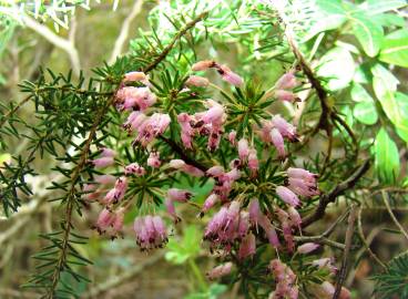 Fotografia da espécie Erica multiflora