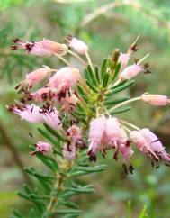 Erica multiflora