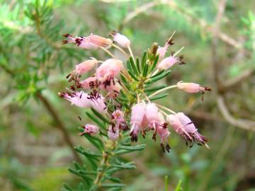 Fotografia da espécie Erica multiflora