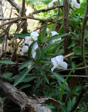 Fotografia 18 da espécie Viola arborescens no Jardim Botânico UTAD