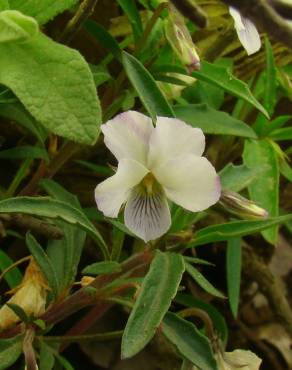 Fotografia 1 da espécie Viola arborescens no Jardim Botânico UTAD
