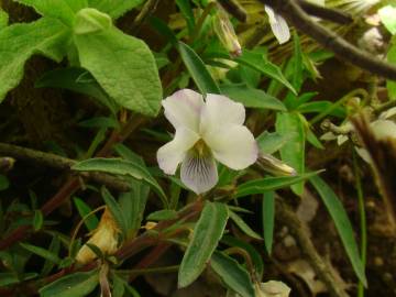 Fotografia da espécie Viola arborescens