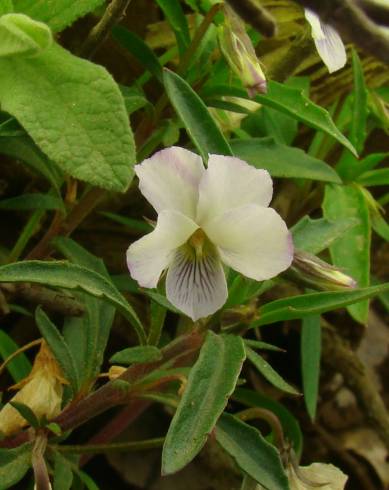 Fotografia de capa Viola arborescens - do Jardim Botânico