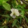 Fotografia 1 da espécie Viola arborescens do Jardim Botânico UTAD