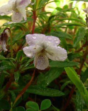 Fotografia 19 da espécie Viola arborescens no Jardim Botânico UTAD