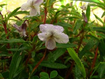 Fotografia da espécie Viola arborescens