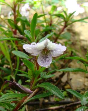 Fotografia 20 da espécie Viola arborescens no Jardim Botânico UTAD