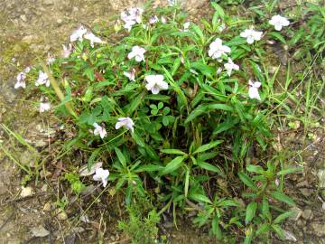 Fotografia da espécie Viola arborescens