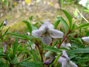 Fotografia da espécie Viola arborescens