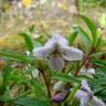 Fotografia 22 da espécie Viola arborescens do Jardim Botânico UTAD
