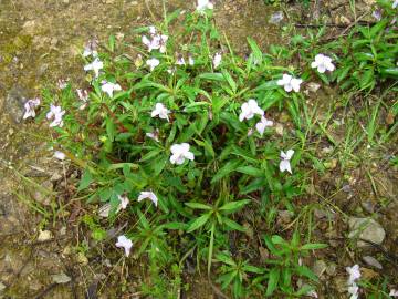 Fotografia da espécie Viola arborescens