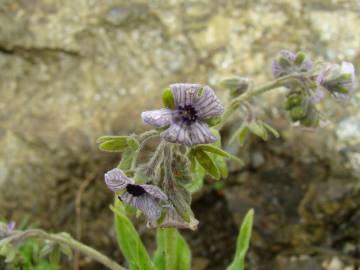 Fotografia da espécie Cynoglossum creticum