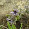 Fotografia 14 da espécie Cynoglossum creticum do Jardim Botânico UTAD