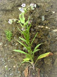 Fotografia da espécie Cynoglossum creticum