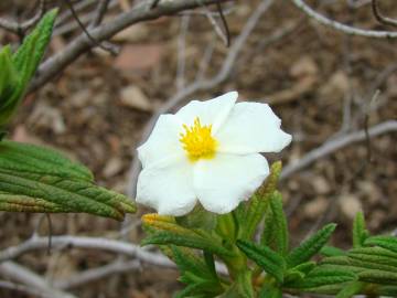 Fotografia da espécie Cistus monspeliensis