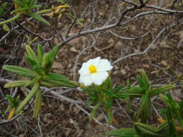 Fotografia da espécie Cistus monspeliensis