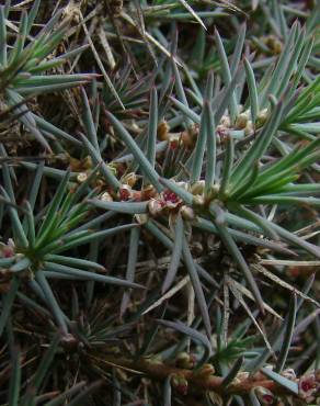 Fotografia 13 da espécie Asparagus horridus no Jardim Botânico UTAD