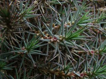 Fotografia da espécie Asparagus horridus