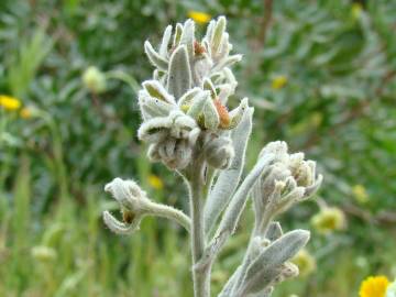 Fotografia da espécie Cynoglossum cheirifolium