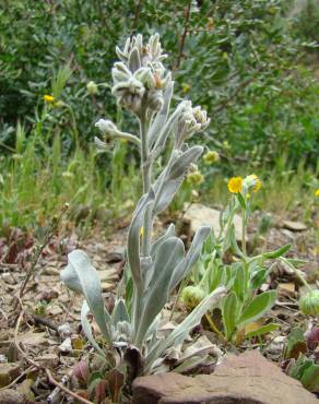 Fotografia 18 da espécie Cynoglossum cheirifolium no Jardim Botânico UTAD