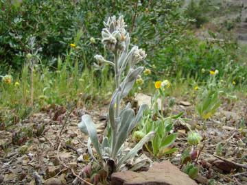 Fotografia da espécie Cynoglossum cheirifolium