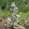 Fotografia 18 da espécie Cynoglossum cheirifolium do Jardim Botânico UTAD