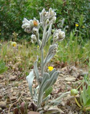 Fotografia 19 da espécie Cynoglossum cheirifolium no Jardim Botânico UTAD