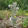 Fotografia 19 da espécie Cynoglossum cheirifolium do Jardim Botânico UTAD