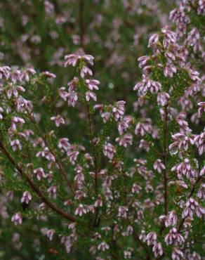 Fotografia 7 da espécie Erica australis no Jardim Botânico UTAD