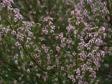 Fotografia da espécie Erica australis