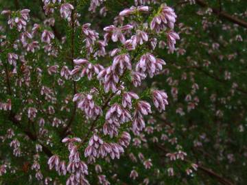 Fotografia da espécie Erica australis