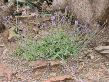 Fotografia da espécie Lavandula multifida