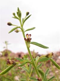 Fotografia da espécie Cleome africana