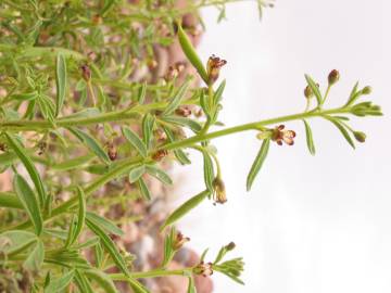 Fotografia da espécie Cleome africana