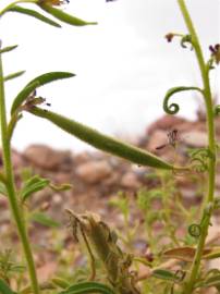 Fotografia da espécie Cleome africana