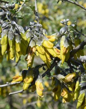 Fotografia 5 da espécie Anagyris foetida no Jardim Botânico UTAD