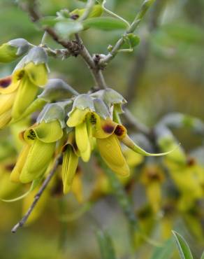 Fotografia 6 da espécie Anagyris foetida no Jardim Botânico UTAD