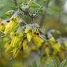 Fotografia 6 da espécie Anagyris foetida do Jardim Botânico UTAD