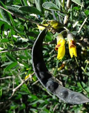 Fotografia 7 da espécie Anagyris foetida no Jardim Botânico UTAD