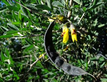 Fotografia da espécie Anagyris foetida