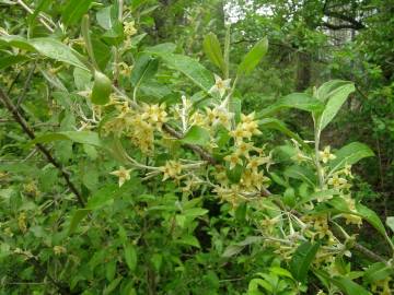 Fotografia da espécie Elaeagnus umbellata