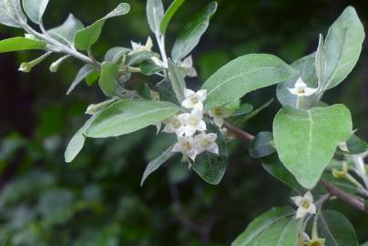 Fotografia da espécie Elaeagnus umbellata