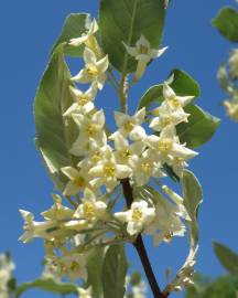 Fotografia da espécie Elaeagnus umbellata