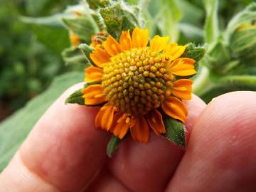 Fotografia da espécie Smallanthus sonchifolius